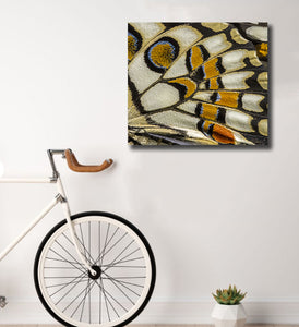 Pine Stretched  Framed 1 Panel - Wing Patterns of Lime Butterfly