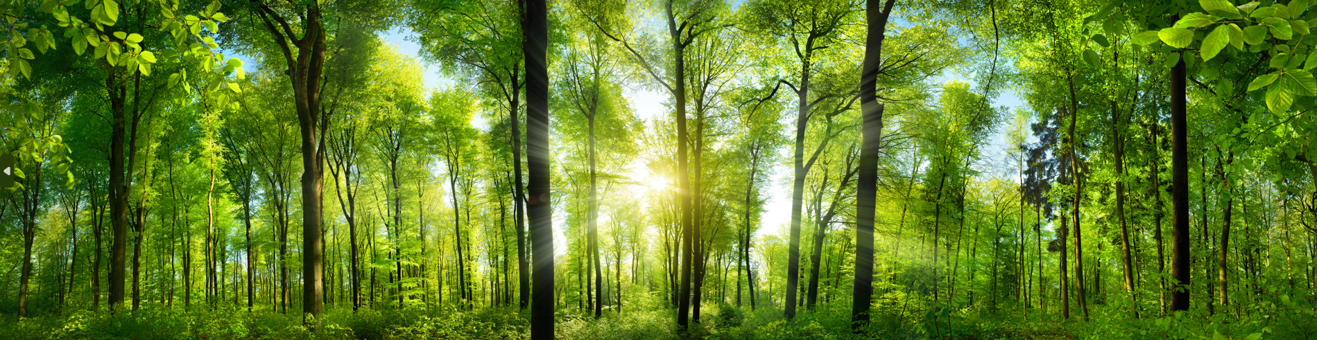 Pine Stretched  Framed 1 Panel - Extra Wide Woodlands Panorama with Rays of Sunlight