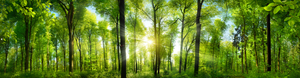 Pine Stretched  Framed 1 Panel - Extra Wide Woodlands Panorama with Rays of Sunlight