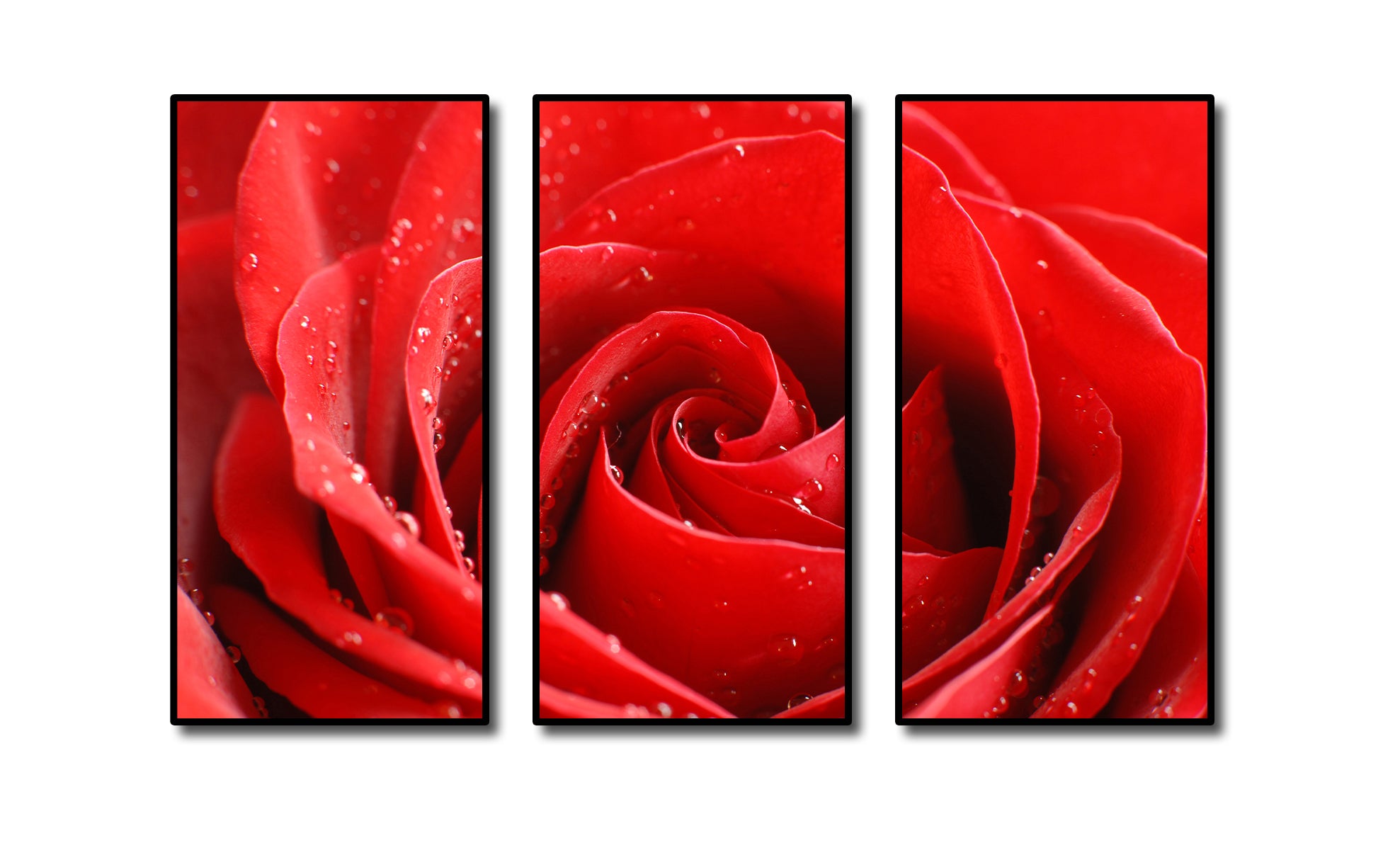 Pine Stretched  Framed 3 Panels - Rose
