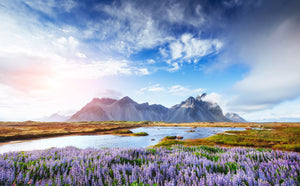 Pine Stretched  Framed 1 Panel - Picturesque in Iceland