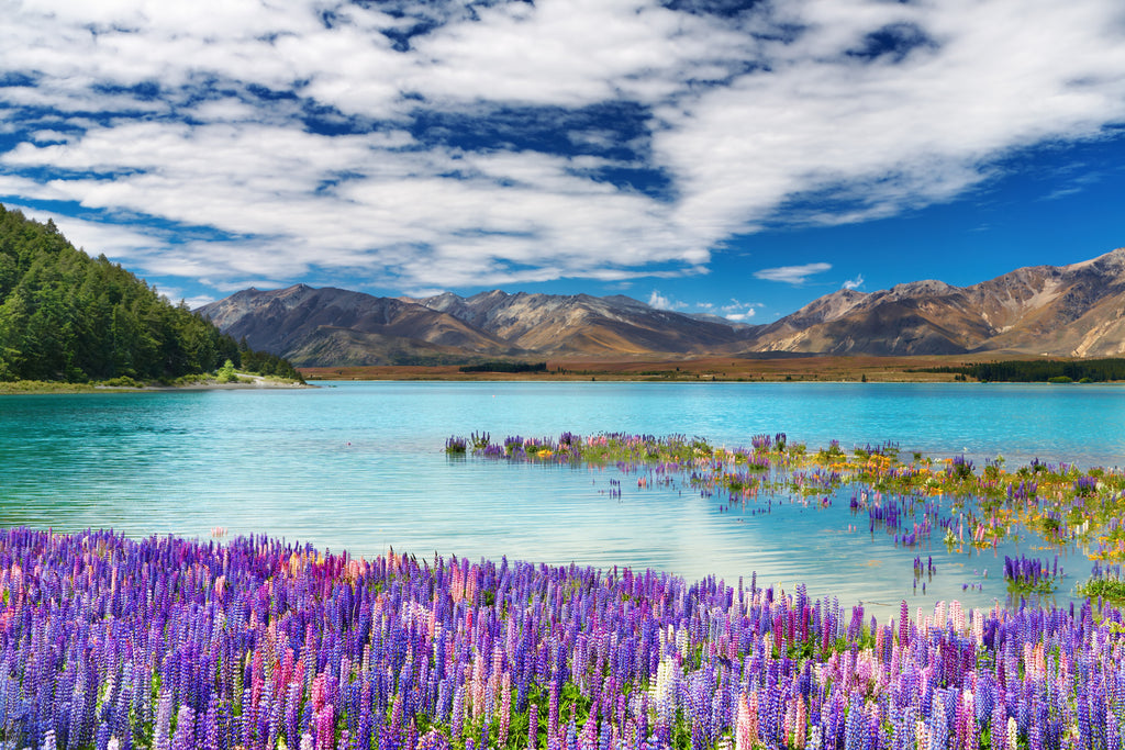 Pine Stretched  Framed 1 Panel - Lake Tekapo, New Zealand
