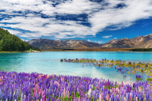 Pine Stretched  Framed 1 Panel - Lake Tekapo, New Zealand