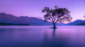 Pine Stretched  Framed 1 Panel - Serenity at Lake Wanaka
