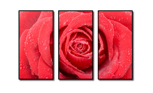 Pine Stretched  Framed 3 Panels - Rose