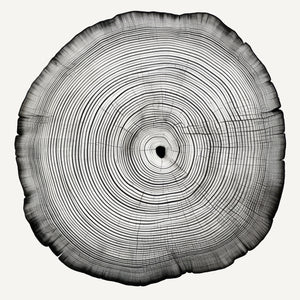 Framed 4 Panels - Tree Ring