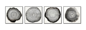 Framed 4 Panels - Tree Ring