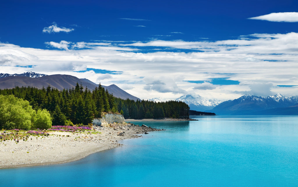 Pine Stretched  Framed 1 Panel - Pukaki lake, New Zealand