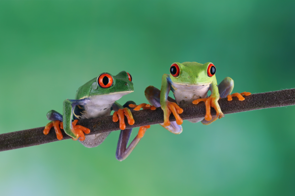 Pine Stretched  Framed 1 Panel - Red Eye Tree Frogs