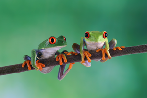 Pine Stretched  Framed 1 Panel - Red Eye Tree Frogs
