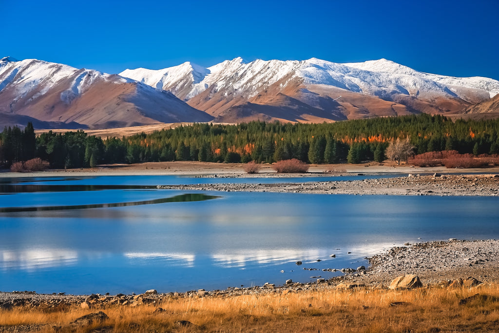 Pine Stretched  Framed 1 Panel - Lake Tekapo