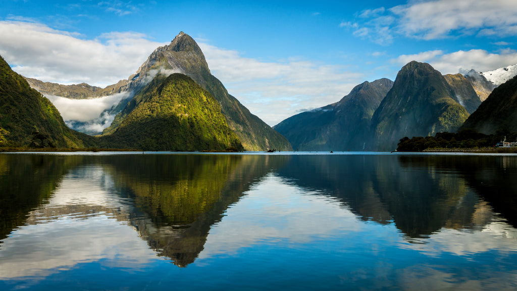 Pine Stretched  Framed 1 Panel - Milford Sound in New Zealand