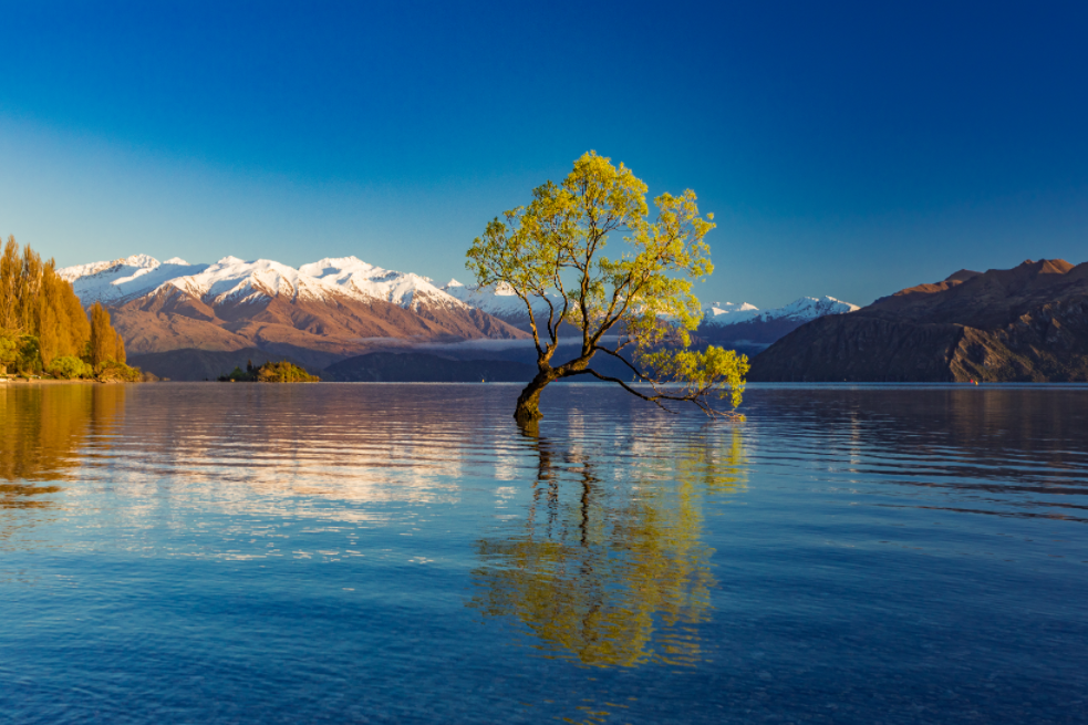 Pine Stretched  Framed 1 Panel - Lake Wanaka in Autumn