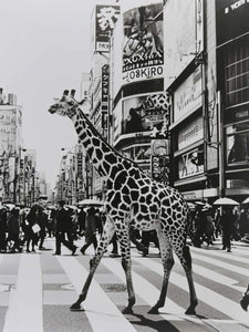Modern Animal Canvas Wall Art Print Poster | Home Decor | Stretched 1 Panel - City Sightseeing