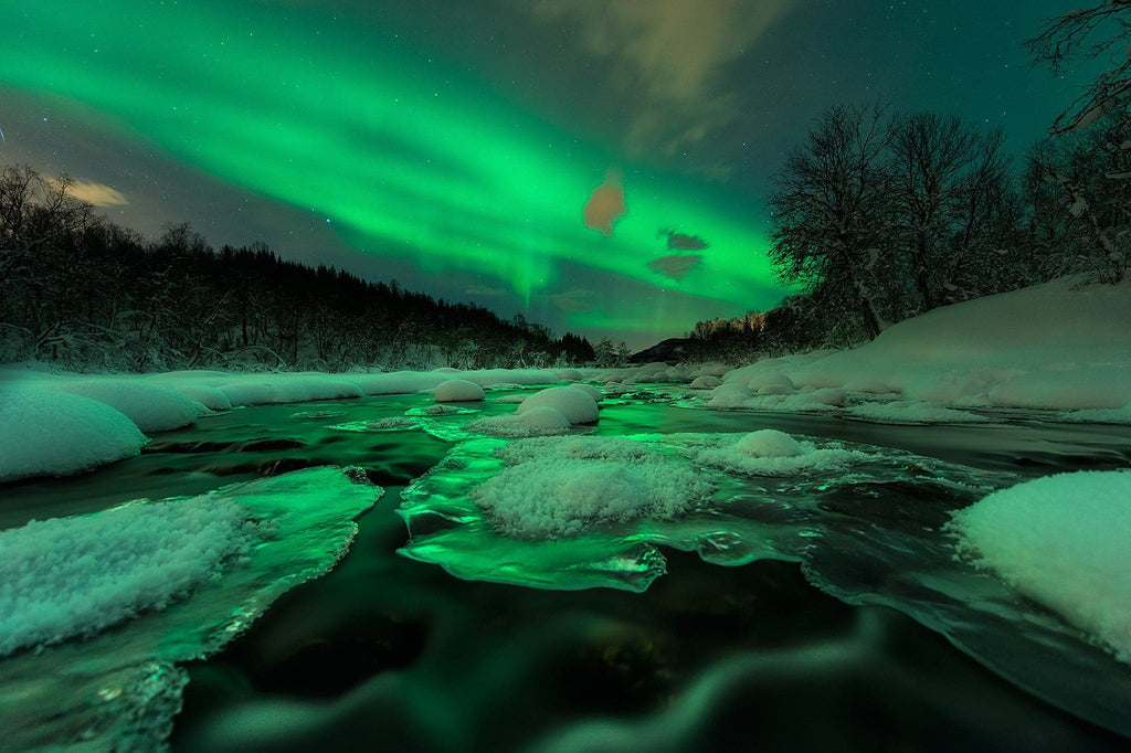Pine Stretched  Framed 1 Panel - Northern lights