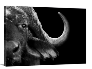 Framed 1 Panel - Buffalo