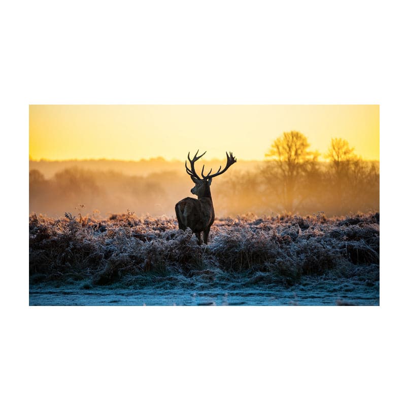 Framed 1 Panel  - Deer Art