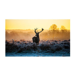 Framed 1 Panel  - Deer Art