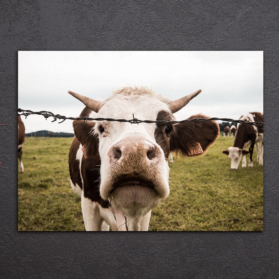 Framed 1 Panel - Cow Art