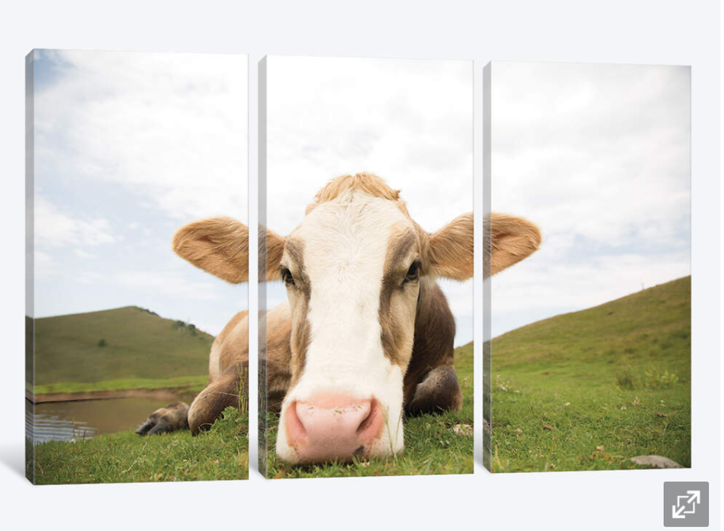 Framed 3 Panels - Cow art