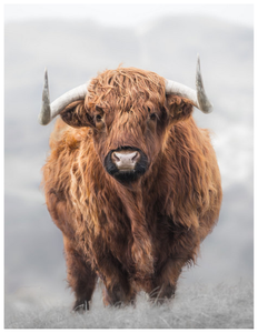 Framed 1 Panel - Highlander Cow