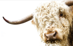 Framed 1 Panel - Highlander Cow