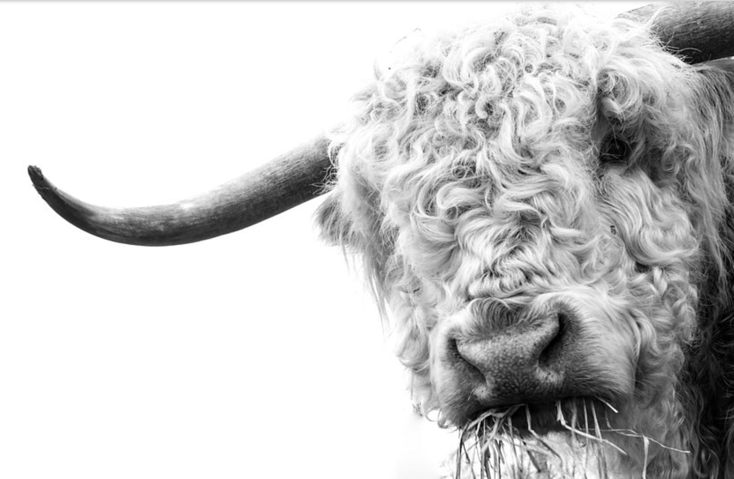 Framed 1 Panel - Highlander Cow
