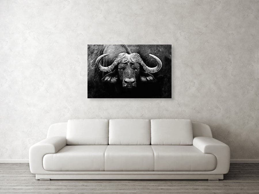 Framed 1 Panel - Buffalo Art