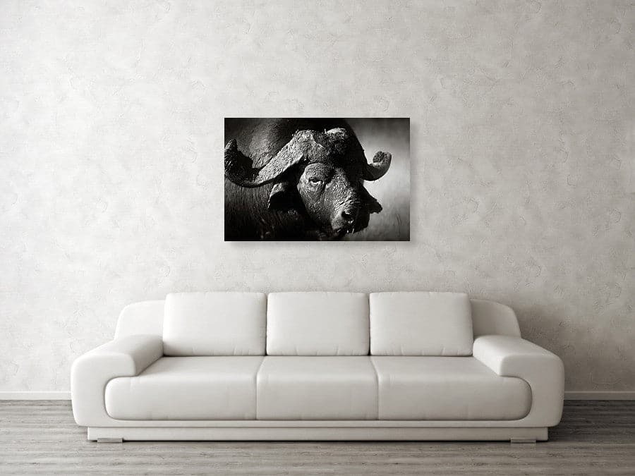 Framed 1 Panel - Buffalo Art
