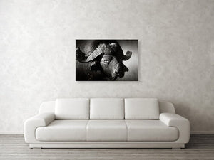 Framed 1 Panel - Buffalo Art