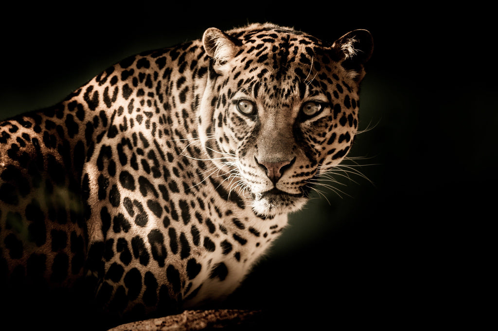 Pine Stretched  Framed 1 Panel - Leopard
