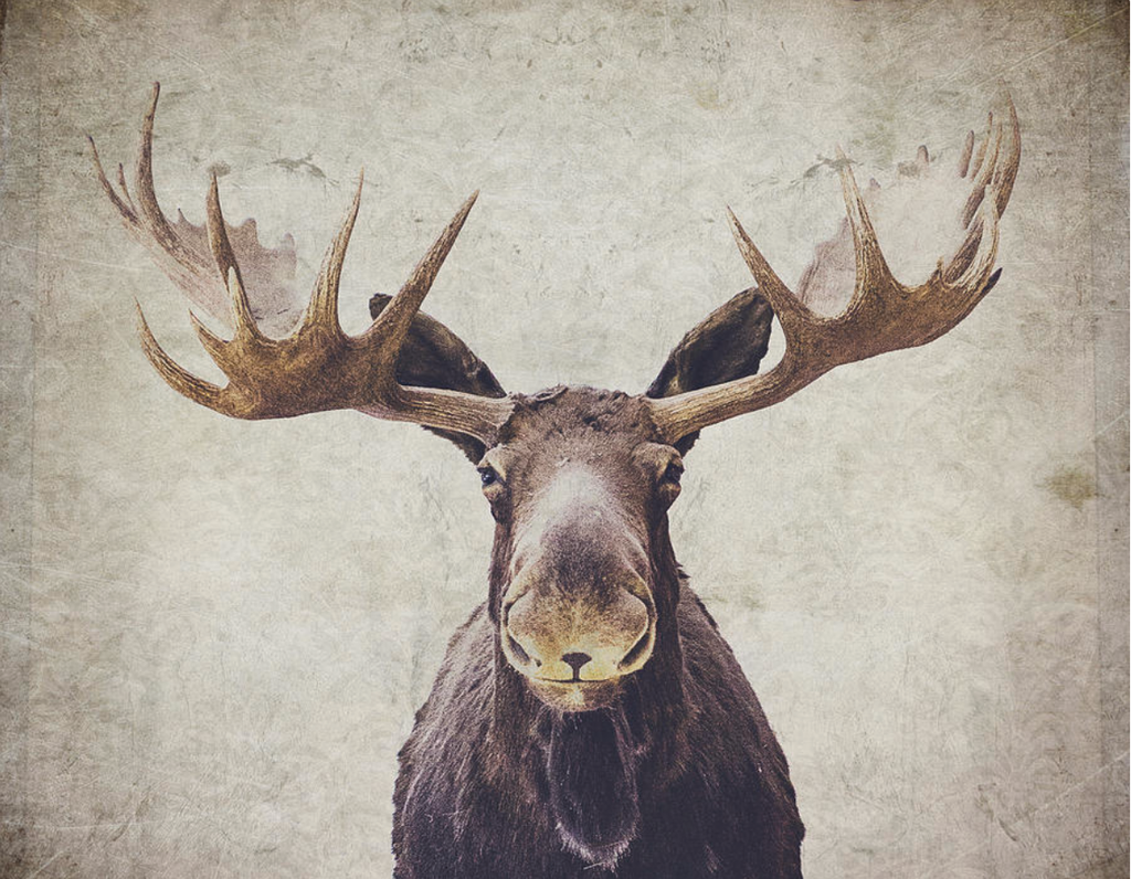 Pine Stretched  Framed 1 Panel - Deer Art