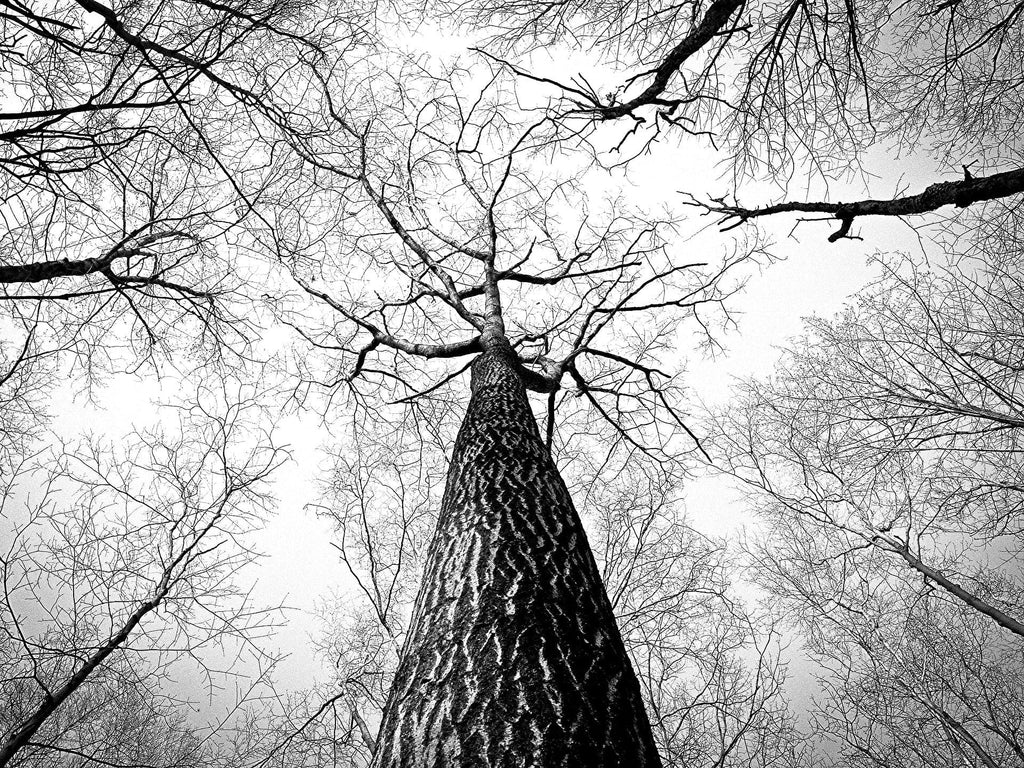 Pine Stretched  Framed 1 Panel - Tree Art