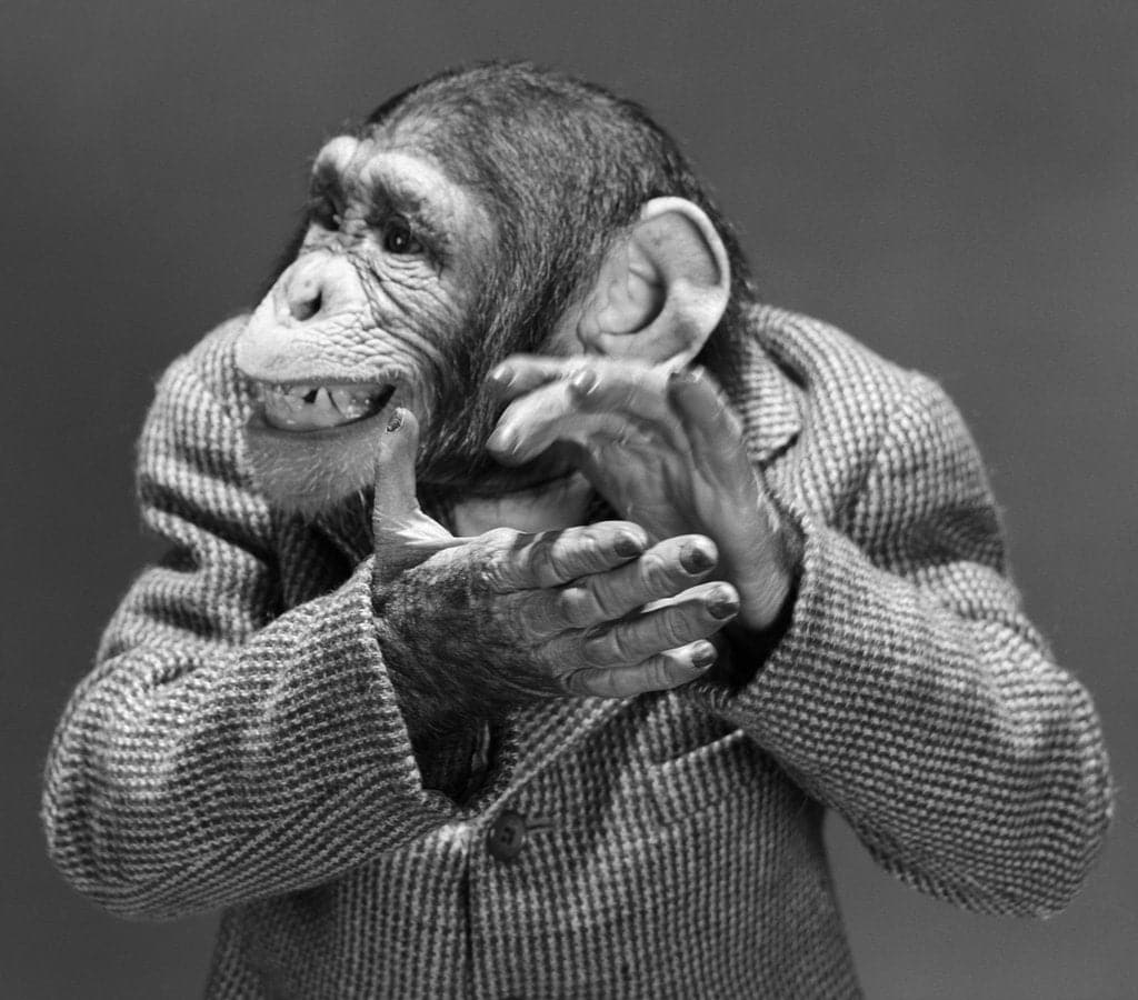 Pine Stretched  Framed 1 Panel - Happy Monkey