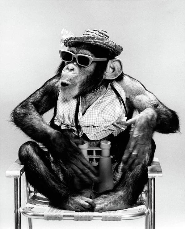 Pine Stretched  Framed 1 Panel - Sexy Monkey