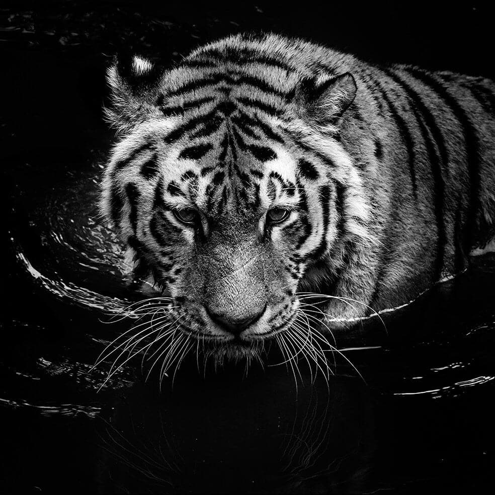 Pine Stretched  Framed 1 Panel - Tiger Art