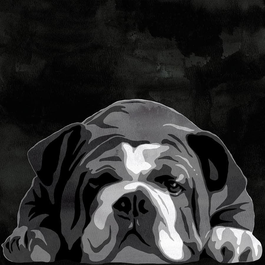 Pine Stretched  Framed 1 Panel - Bull Dog