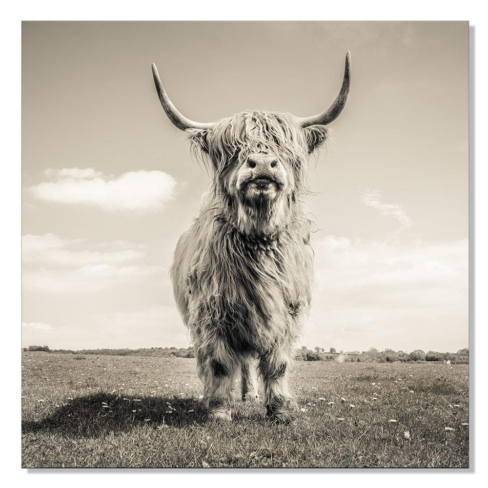Framed 1 Panel - Highlander Cow