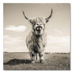 Framed 1 Panel - Highlander Cow