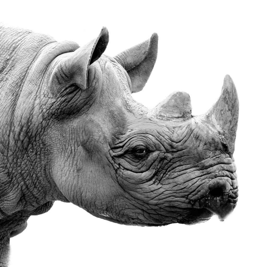 Pine Stretched  Framed 1 Panel - Rhino Art