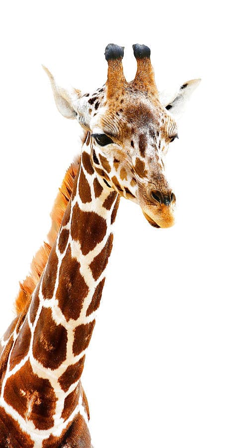 Pine Stretched  Framed 1 Panel - Giraffe Art