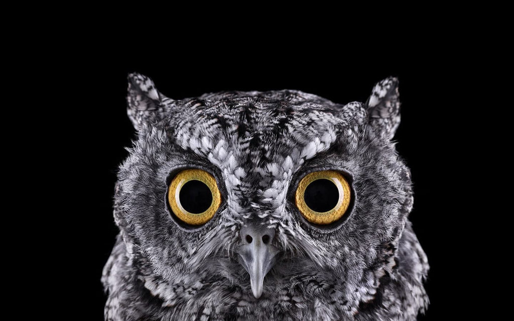 Pine Stretched  Framed 1 Panel - Owl