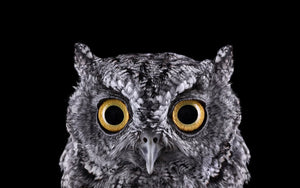 Framed 1 Panel - Owl