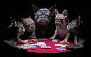 Framed 1 Panel - Bulldog Gambling
