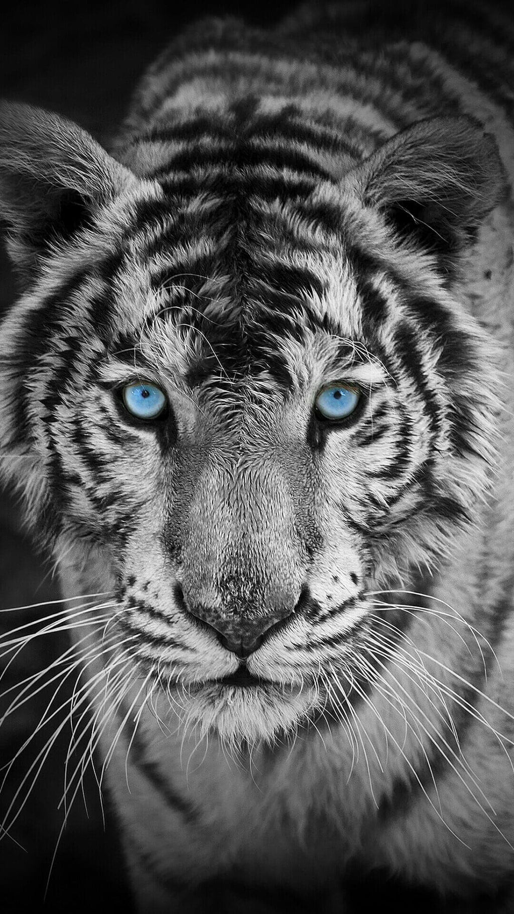 Pine Stretched  Framed 1 Panel - Tiger