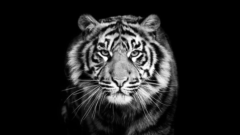 Pine Stretched  Framed 1 Panel - Tiger