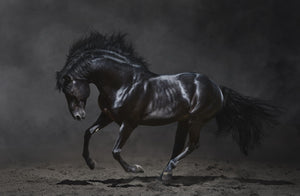 Framed 1 Panel - Black Horse