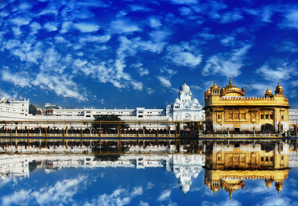 Pine Stretched  Framed 1 Panel - Golden Temple