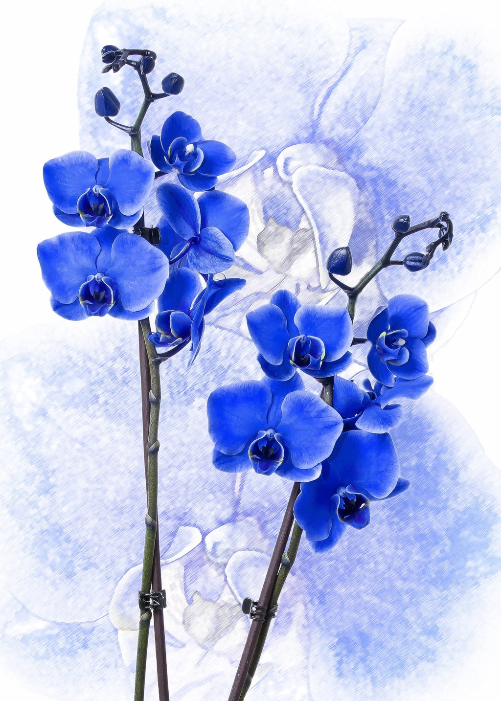 Pine Stretched  Framed 1 Panel - Orchid