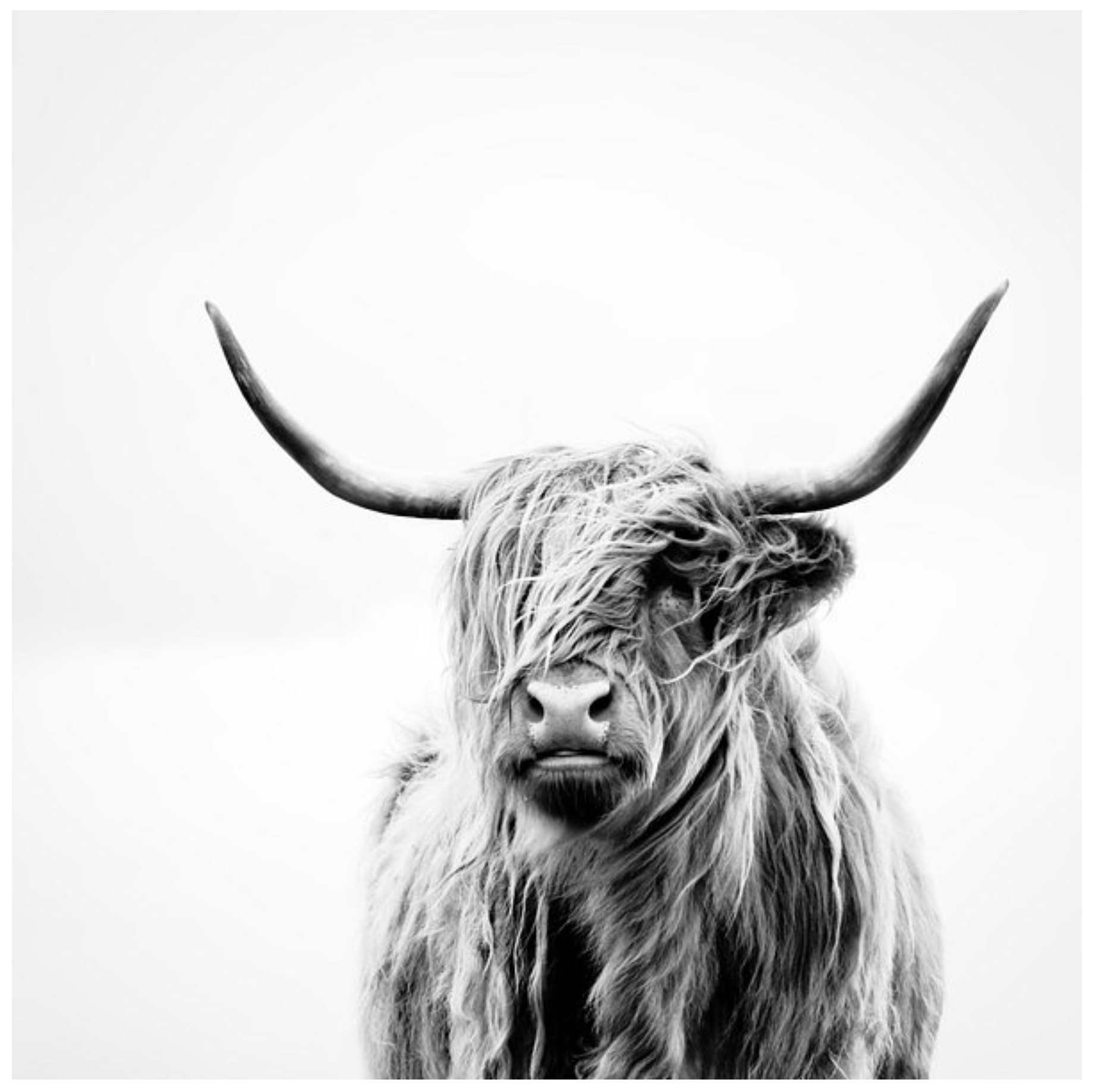 Framed 1 Panel - Highlander Cow